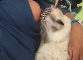 Η ζοόφιλα ταίριαζει το γάλα του στήθι της σε ένα κατό