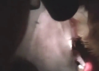 Gái đẹp zoo porn chó sexy đang bị địt