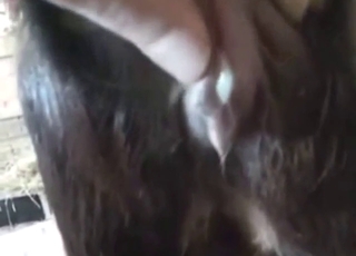 Un mec baise l'arrière-train brun d'une chèvre avec passion et fougue animalière