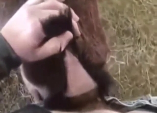 Dude fucks a brown goat's ass from behind