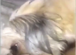 Oral zoophile porn med nærbilde av spyttende tunge og våt munn