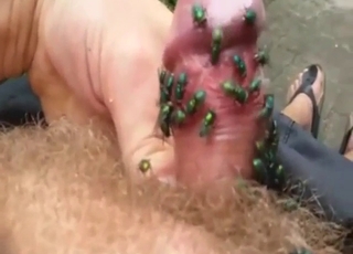 Flies massaging the cock in this amazing zoo xxx scene