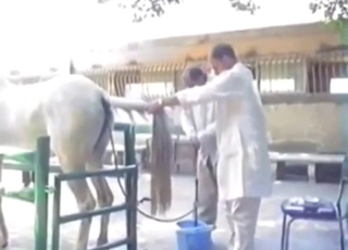 Huvittavaa bestiaalia hevosen kanssa peräruiskeen kera, iho kiiltää hikisenä, syvä intohimo ja koste