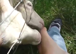 Sheep licks those tasty toes in a POV scene