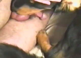 Hirscher Kerl mit langem, behaarten Schwanz, der sich leidenschaftlich mit einem Hund vergnügt.