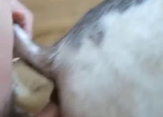 Bunda de burra com muitos close-ups incríveis mostrando a penetração profunda e os detalhes da textu