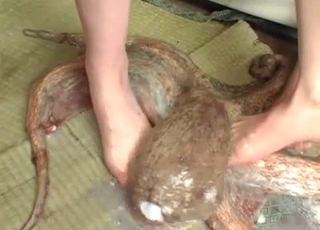 คู่ชาวเอเชียมีเซ็กซ์กับปลาหมึกยักษ์แล้วฉี่ใส่