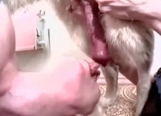 Doggy dick licked by a sweet zoophile