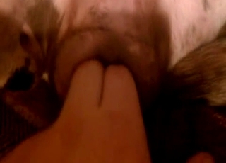 Action bestiale passionnée : un type étreint et caresse une bête