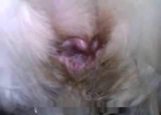 Pečlivý pes hluboko vrazí do zadku dívky v pozici doggy style