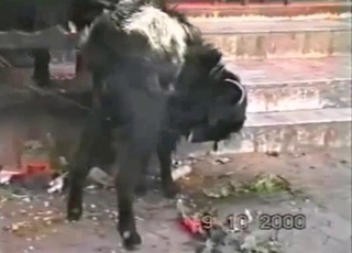 Osupljiva zver doživlja impresivno spolno zabavo, polno strasti in uživanja.