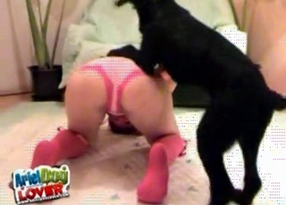 Siyah köpek harika bestialityde derinlemesine giriyor, nefesler çarpık ve ıslak deri parlıyor.