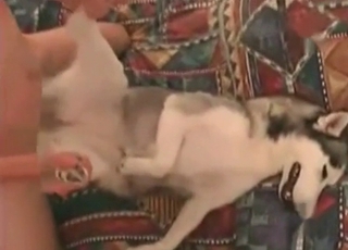 이 음란한 강아지의 꽉 조이는 뒷구멍이 거침없이 내리찍힌다