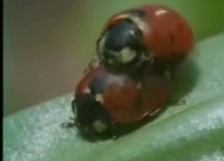 Невероятно интенсивный зоосекс в этой подборке сцен