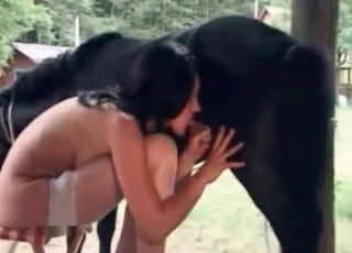 Zooslutt slikker nøttene til en skitten pony, nærbilde av teksturer og bevegelse