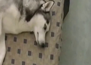 Kirli zoofil, sıcak bir Husky'yi tamamen yalamak istiyor
