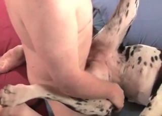 Dalmatian i missionærstilling, hud mod pels, sved og begær skaber en intim forbindelse