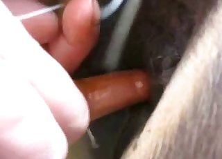 The wet pussy of a horse gets totally fingered