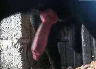 Siyah köpek ve tutkulu amatör güzel, derin bir tutkuyla birleşiyor