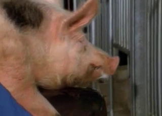 Pig's massive boner needs some stimulations