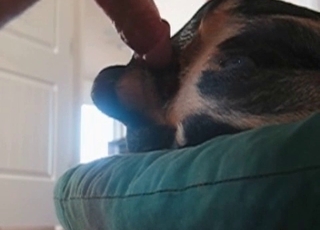 特写镜头，主人从后方猛烈撞击，臀部肌肉剧烈颤动，汗水与光泽交织，展现出强烈的性张力与动态美感。