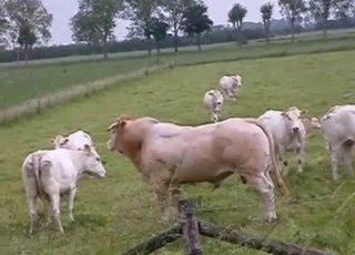 Strålende natur, svedig hud og lidenskapelige dyr i full fart utendørs med varme farger og naturlig