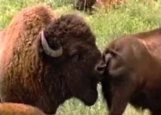 Gros plan vidéo d'un animal vraiment en chaleur et kinky