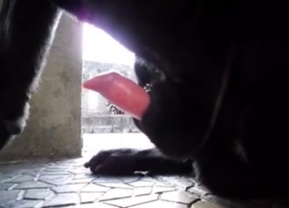 Крупный план: нежный пенис собаки выглядит сладко в анжельской позе