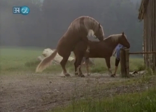 Fotocamera nascosta riprende un intenso rapporto sessuale con un cavallo