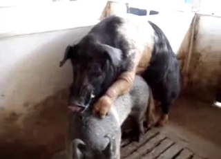 Cuộc tình mãnh liệt giữa người và lợn trong chuồng trại cũ kỹ