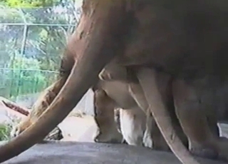 شیرنی اور شیر کا بہترین بیرونی جنسی تعلق