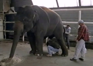 Elefante horny mostrando seu pau enorme e incrível em close detalhado