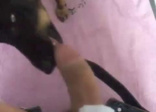 perro negro recibe una maravillosa boquete de una hermosa chica