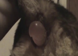 En man njuter verkligen av sin lediga tid med denna lilla valp