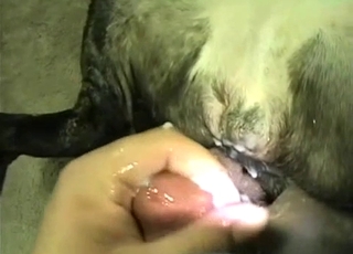 最高の動物愛のポルノシーンがここで始まる。激情と湿り気が溢れる愛の交わりをじっくりと堪能してください。
