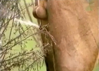 Lion wants to piss in this amazingly hot video