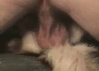 Psica brutalno narili v misijonskem položaju, intimna atmosfera