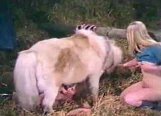 Insane dog sex action looks great