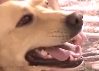 Dieser niedliche Hund will all die kitzelnden Vergnueguenge geniessen