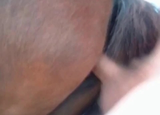 Horse with huge cunt got nicely fucked