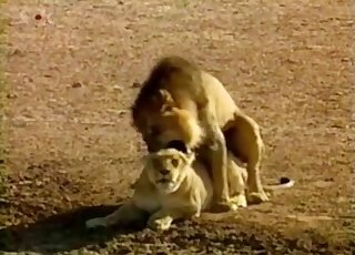 Lion Videos / Zoo Zoo Sex Porn Tube / Most popular Page 1