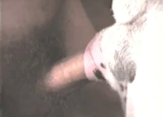 close-up bestiality actie met een liefdier, passie en intimiteit
