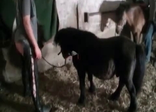 Bu genç at porno yıldızı gibi sertçe sallar, terli deri ve canlı hareketle dolu.