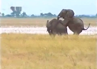 Elephant showing off its amazingly large penis