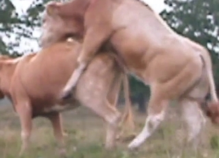 Insane bull is utterly banging a cow form behind