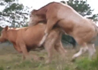 Insane bull is utterly banging a cow form behind