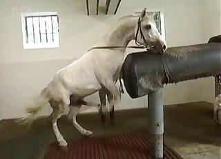 Sexy horse demonstrates his dick on the camera