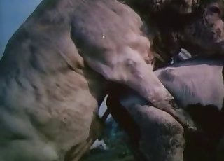 Cow is fucked from behind by a horny bull - Zoo Zoo Sex Porn Tube 