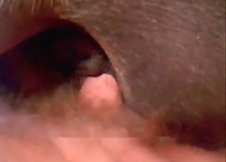 Horny dude is dominating a hot animal in doggy style