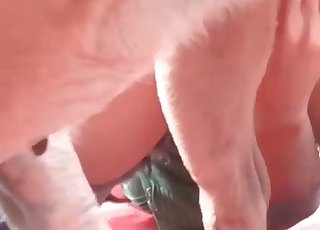 This amazing doggie really likes to have bestial sex